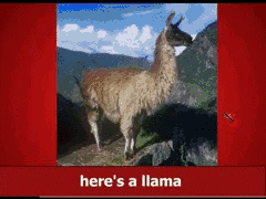 Image:LlamaDuck.gif